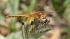 J18_1302 Sympetrum flaveolum male